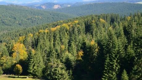 Sok hektárnyi erdőt kaptak vissza a székelyek Romániától